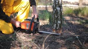 Best Tree Maintenance Programs  in Kensington, MD