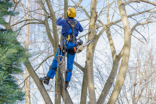 Best Tree Removal  in Kensington, MD