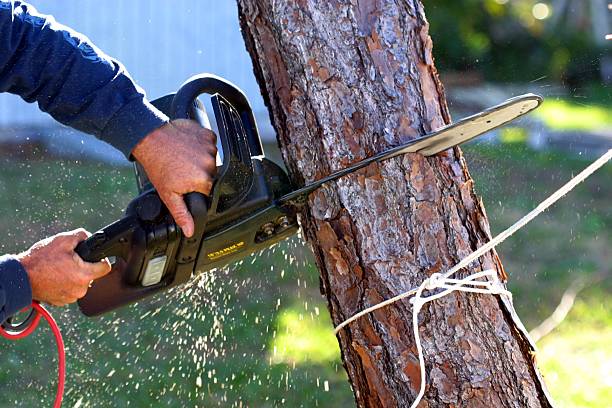 Best Tree Trimming and Pruning  in Kensington, MD