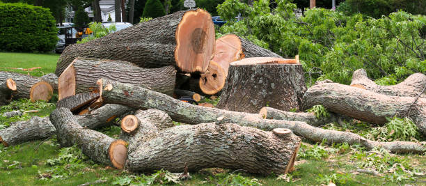 Best Tree Preservation Services  in Kensington, MD