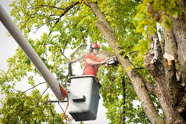 How Our Tree Care Process Works  in  Kensington, MD