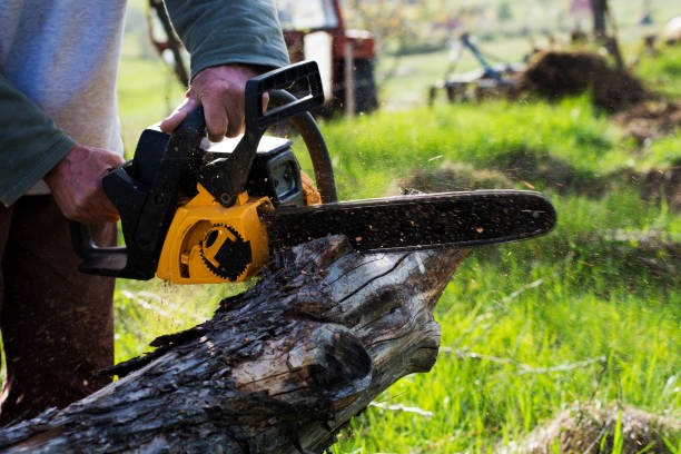 Best Emergency Tree Removal  in Kensington, MD